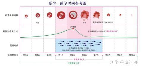 上个月没排卵，探究原因与应对策略