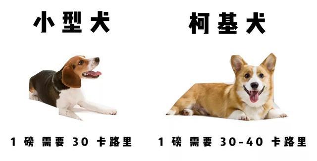 探究五个月柯基犬的饮食需求，狗粮摄入量解析